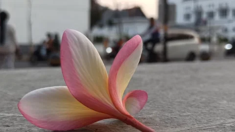 Frangipani Flower Stock Footage 281092992