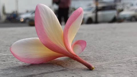 Frangipani Flower Stock Footage 281092993