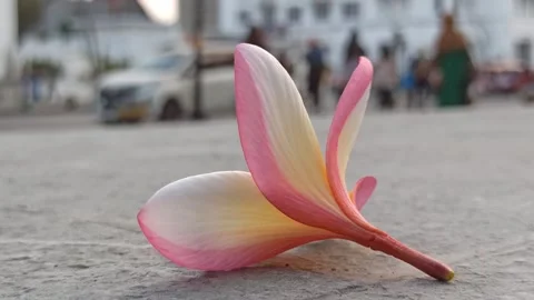 Frangipani Flower Stock-Footage 281092994