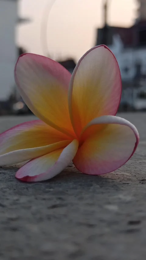 Frangipani Flower Stockbeeldmateriaal 281093102