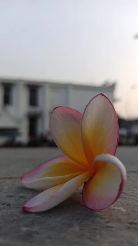 Frangipani Flower Stock Footage 281093113