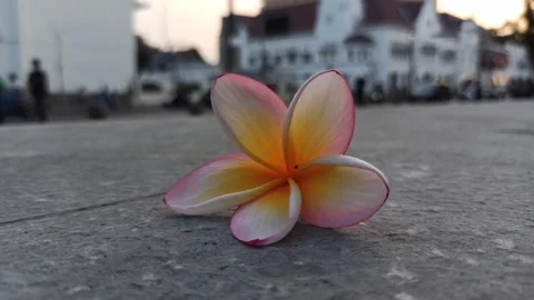 Frangipani Flower Stock-Footage 281093128