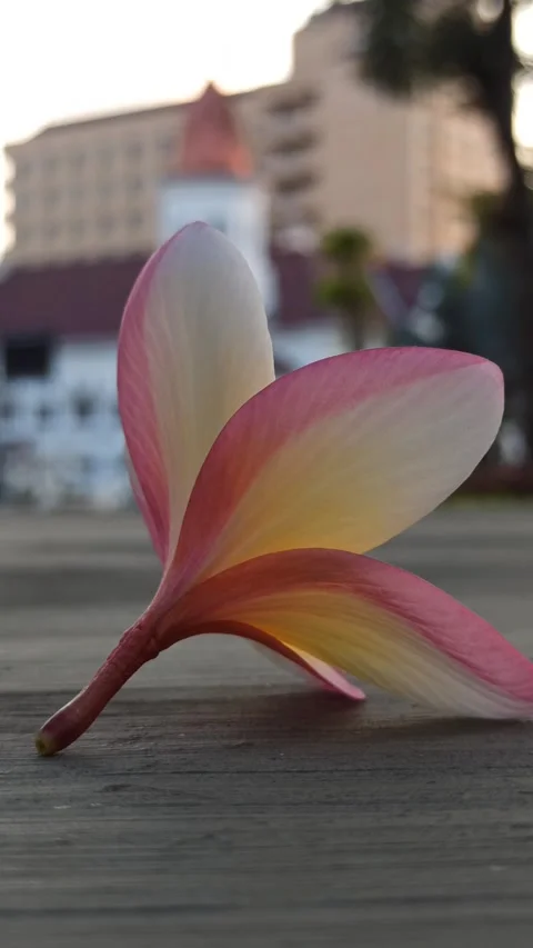 Frangipani Flower Video stock 281093214