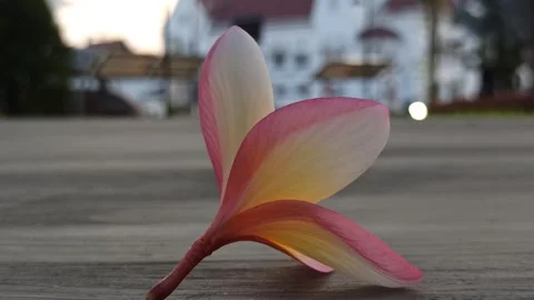 Frangipani Flower Stock-Footage 281093215