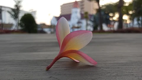 Frangipani Flower Stock Footage 281093257