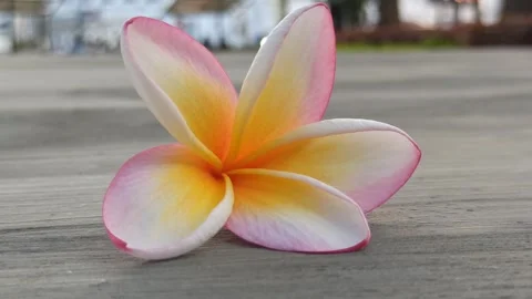 Frangipani Flower Video stock 281093267