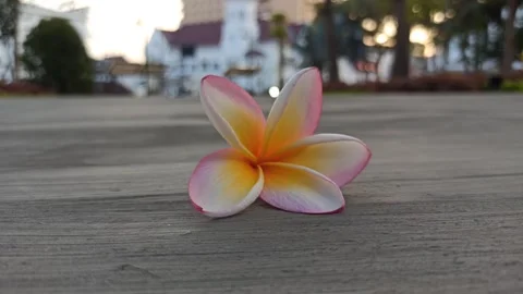 Frangipani Flower Stock Footage 281093277