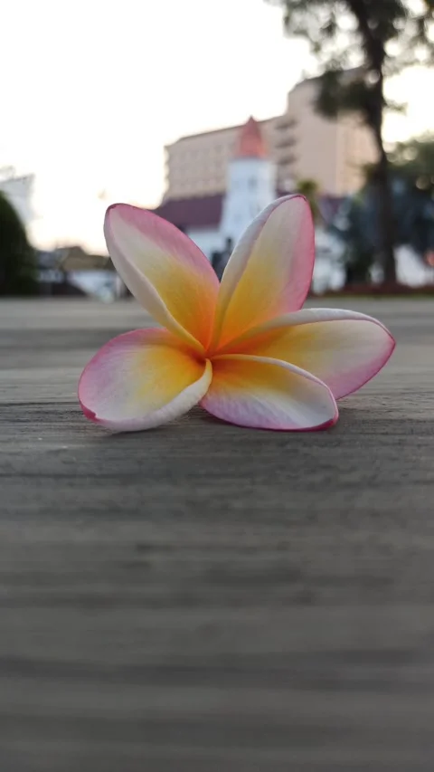 Frangipani Flower Video stock 281093404