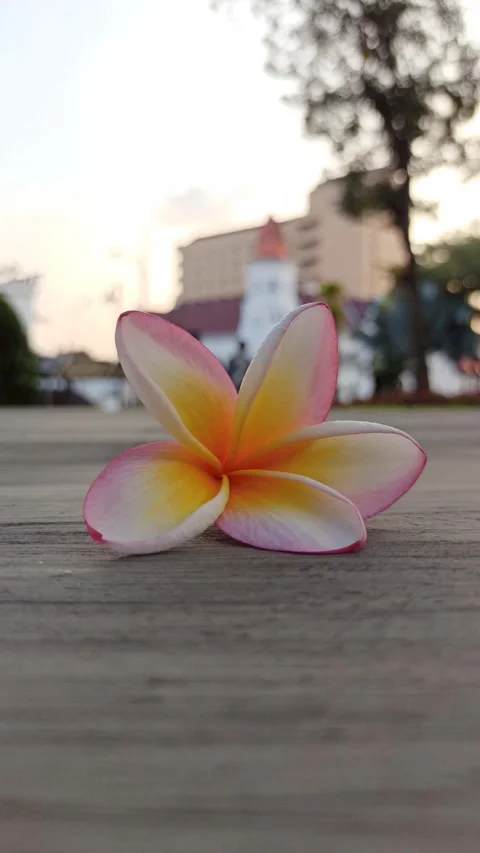 Frangipani Flower Stock Footage 281093405
