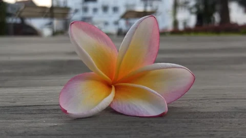 Frangipani Flower Stock Footage 281093451