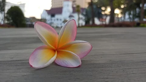 Frangipani Flower Stock Footage 281093479