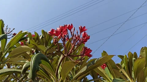 Frangipani Flower Stock Footage 285889870