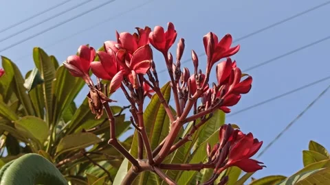 Frangipani Flower Video stock 285889880