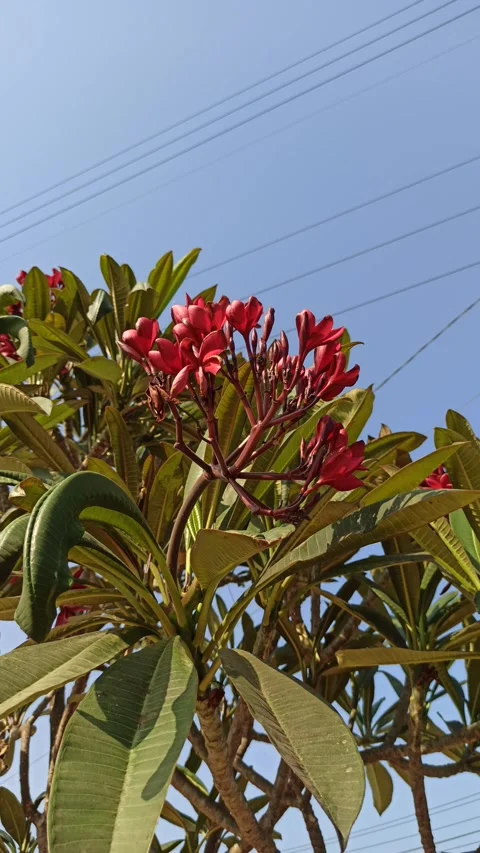 Frangipani Flower Video stock 285889889