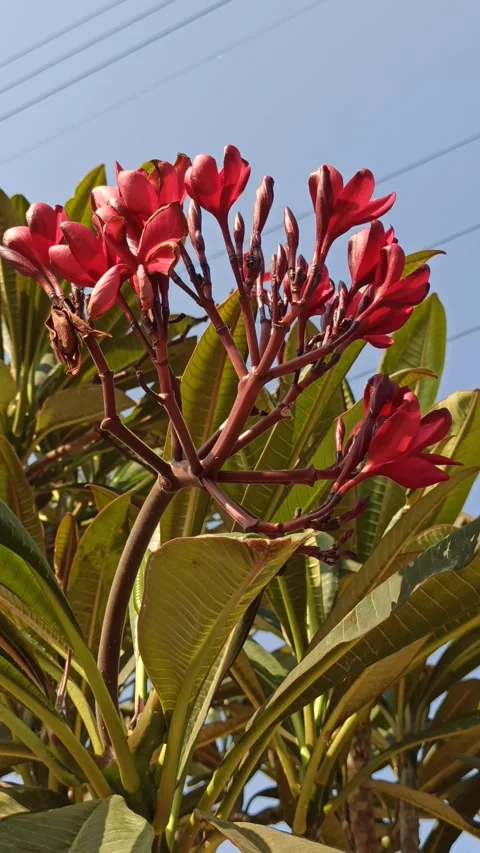 Frangipani Flower Stock Footage 285889890