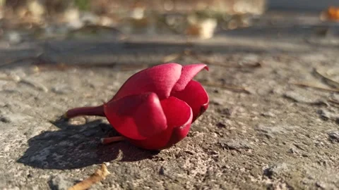 Frangipani Flower Stock Footage 285889917