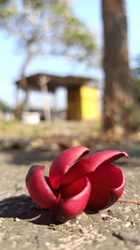 Frangipani Flower Stock Footage 285889918
