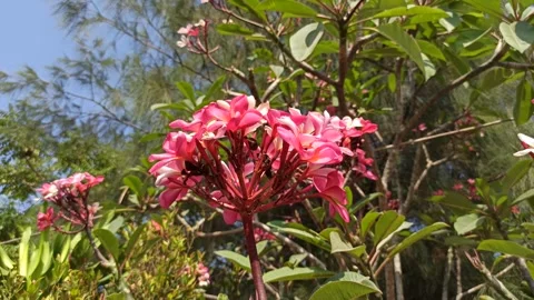 Frangipani Flower Stock Footage 285890331