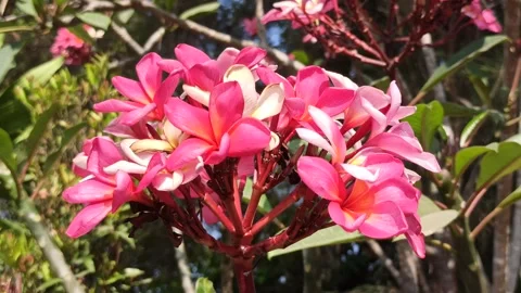 Frangipani Flower Video stock 285890379
