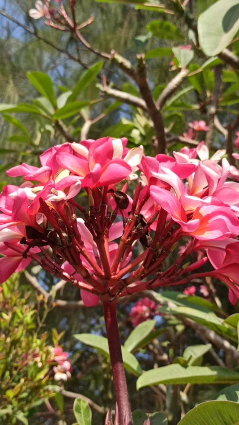 Frangipani Flower Video stock 285890381
