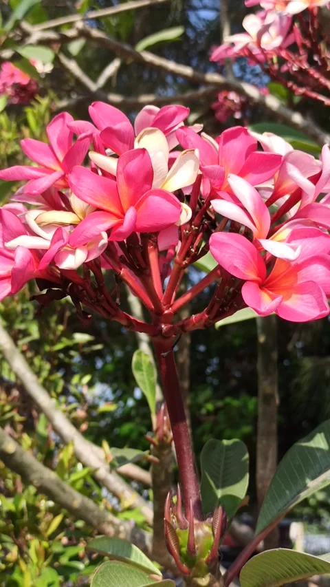 Frangipani Flower Stock Footage 285890384