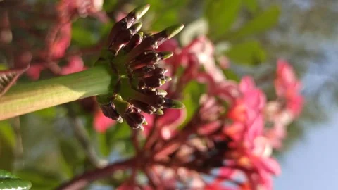 Frangipani Flower Stock Footage 285890405