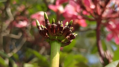 Frangipani Flower Stock Footage 285890406