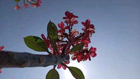 Frangipani Flower Stock-Footage 285890414