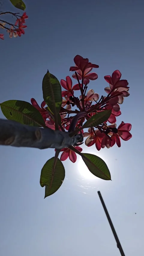 Frangipani Flower Stock-Footage 285890436