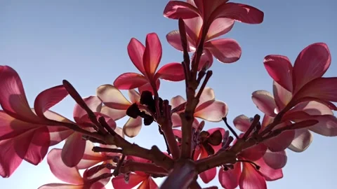Frangipani Flower Video stock 285890440
