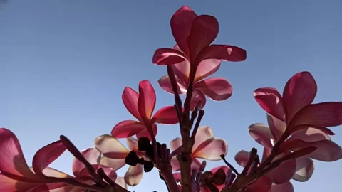 Frangipani Flower Stock-Footage 285890443