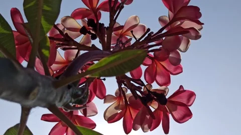 Frangipani Flower Stock Footage 285890444