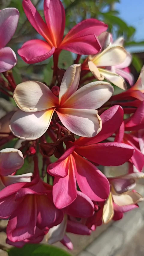 Frangipani Flower Stock Footage 285890494