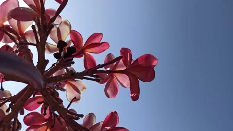 Frangipani Flower Stock Footage 285890495