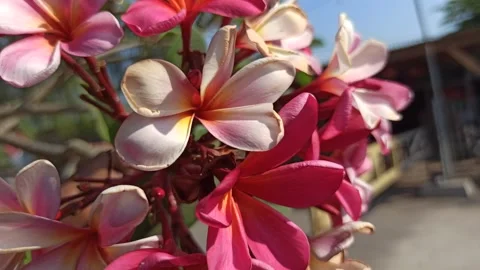 Frangipani Flower Video stock 285890496