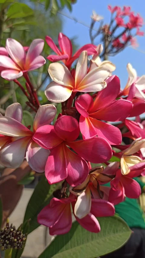 Frangipani Flower Stock-Footage 285890497