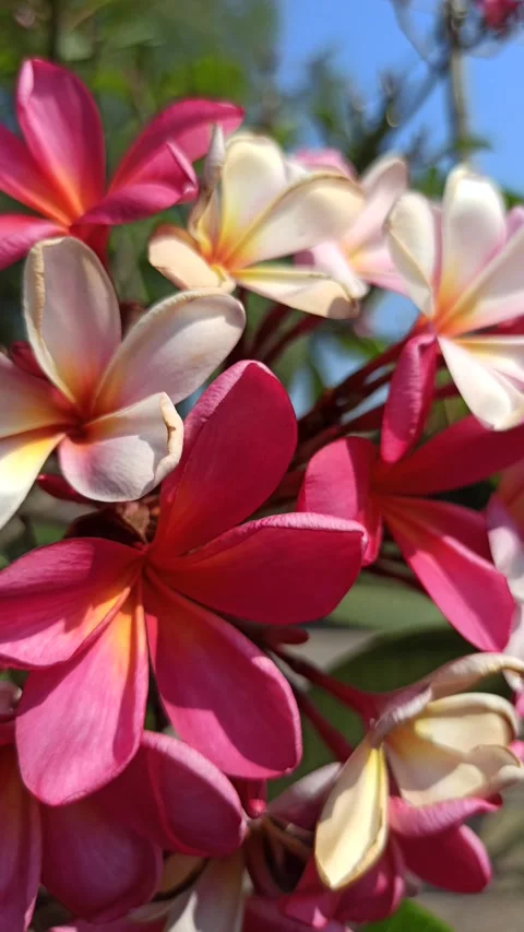 Frangipani Flower Video stock 285890531