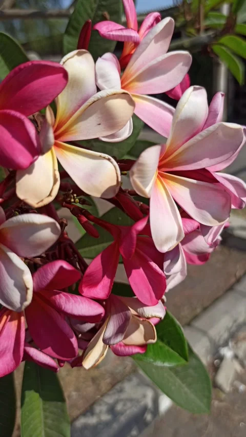 Frangipani Flower Stock Footage 285890545