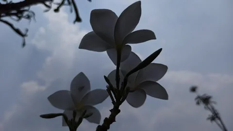 Frangipani Flower Stock-Footage 288529128