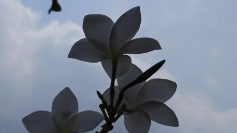 Frangipani Flower Stock Footage 288529153