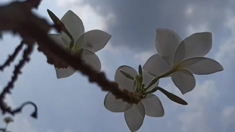 Frangipani Flower Video stock 288529154