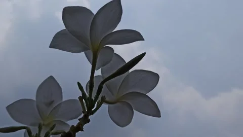 Frangipani Flower Video stock 288529156