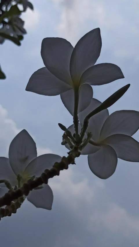 Frangipani Flower Video stock 288529160