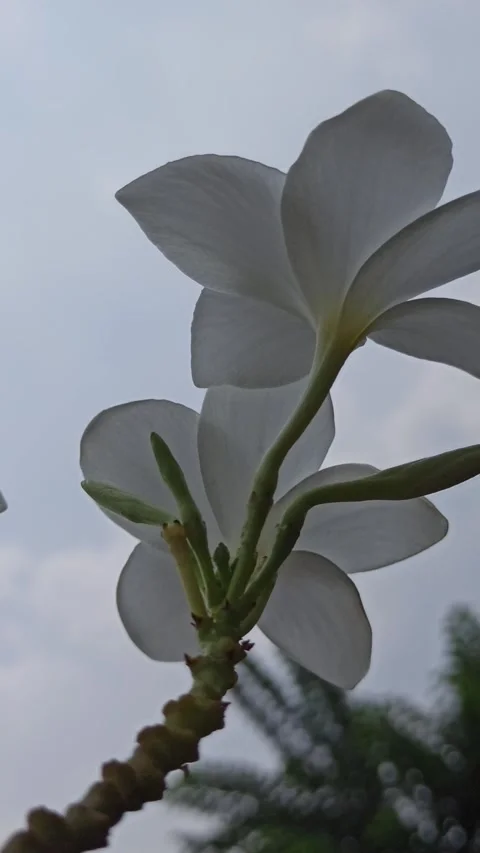 Frangipani Flower Video stock 288529195