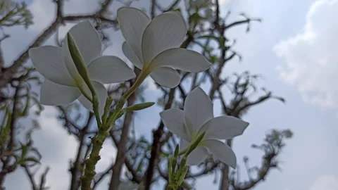 Frangipani Flower Video stock 288529199