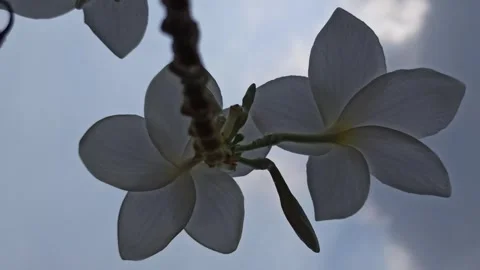 Frangipani Flower Video stock 288529200