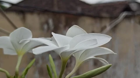 Frangipani Flower Stock Footage 288529223