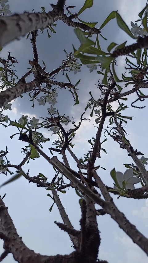 Frangipani Flower Video stock 288529234