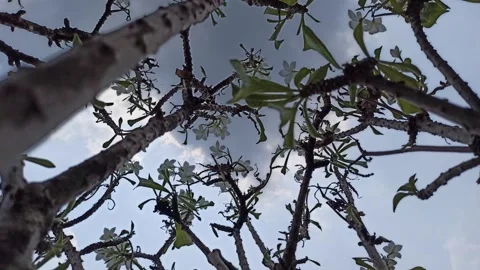 Frangipani Flower Stock Footage 288529235