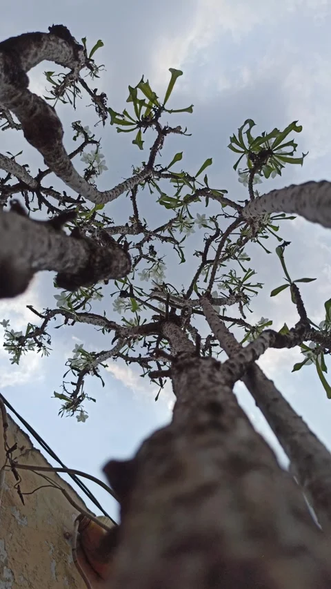 Frangipani Flower Stock-Footage 288529260